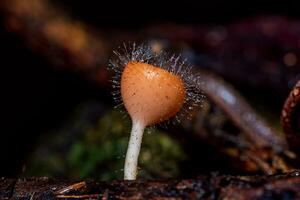 cozinha tricoloma mont. kuntze. dentro a floresta foto