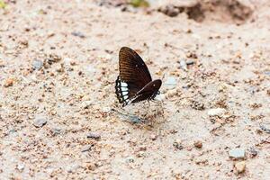 papilio rícino Mahadeva ou a siamês Raven dentro a floresta. foto