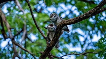 visto coruja em árvore dentro a jardim bokeh fundo foto