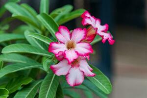 adenium ou deserto rosa flores florescendo dentro a jardim foto