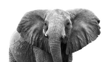 cabeça do elefante isolado em branco fundo. selvagem animal foto