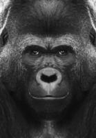 uma lindo Preto e branco retrato do uma macaco às fechar alcance este parece às a Câmera. gorila foto