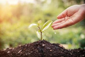 regando à mão as plantas jovens que crescem na sequência de germinação em solo fértil no fundo do sol foto