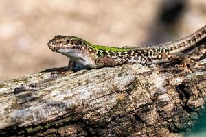 lagarto ao sol foto