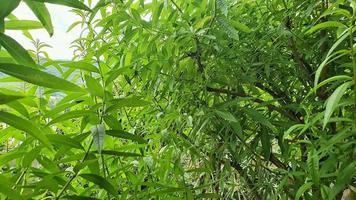 planta cidra verde e perfumada