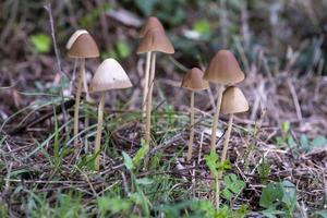 família de cogumelos selvagens nascida em uma floresta