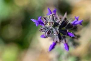 a flor da planta foto