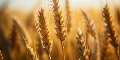 ai gerado. ai generativo. dourado trigo campo ensolarado dia. ao ar livre natureza campo colheita panorama. gráfico arte foto