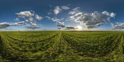 esférico 360 hdri panorama entre verde Relva agricultura campo com nuvens em azul tarde Sol dentro equirretangular desatado projeção, usar Como céu cúpula substituição, jogos desenvolvimento Como camarote, vr conteúdo foto