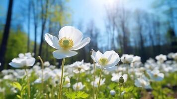 ai generativo branco flores dentro a floresta anêmonas dentro a verde Relva perto a árvore lindo natureza panorama foto