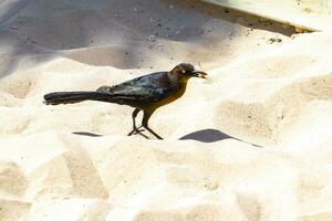rabo-grande grackle pássaro parece para Comida em chão México. foto