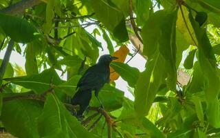 rabo-grande grackle pássaro senta em plantar árvore natureza México. foto