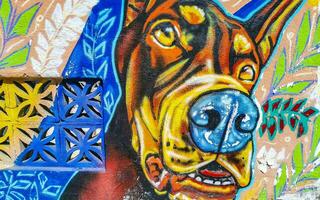 porto escondido Oaxaca México 2023 parede com grafite arte desenhos quadros cachorro cachorros animal México. foto