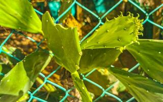 cactos tropicais plantas de cactos selva natural puerto escondido méxico. foto