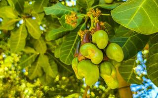 caju árvore anacárdio occidentale com maduro frutas nozes dentro México. foto