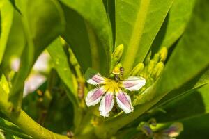 flores e plantas brancas e amarelas na floresta tropical natureza méxico. foto