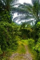 caminho estrada este conduz através a tropical selva floresta tropical tailândia. foto