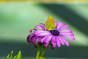 lindo verde amarelo borboleta traça em roxa flor dentro México. foto