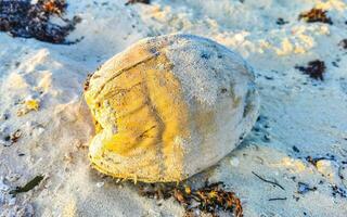 velho coco caído fica na praia e apodrece. foto