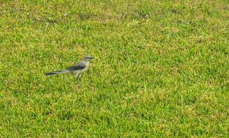 cinzento kingbird branco papa-moscas tropical pássaro pássaros caribe natureza México. foto