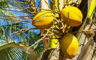 cocos de palmeira natural tropical céu azul no méxico. foto