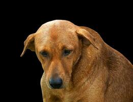 lindo cachorro isolado em Preto fundo para ambos tipografia e rede Páginas com cortar caminhos e alfa canal foto