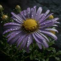 roxa áster flor com água gotas em uma Sombrio fundo fechar-se foto