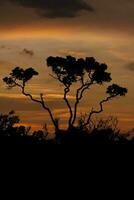 lindo e colorida pôr do sol em a savanas ou cerrado do Brasil com árvore recortado foto