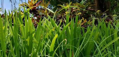 cenário do lindo verde Relva para seu multimídia conteúdo criação, Boa para digital cartão e rede Projeto foto