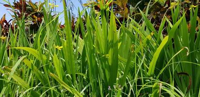 cenário do lindo verde Relva para seu multimídia conteúdo criação, Boa para digital cartão e rede Projeto foto