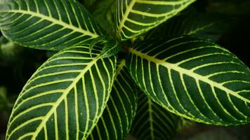 cenário do folhas a partir de uma plantar chamado aphelandra squarrosa precisa, a partir de a gênero do acantáceas, ou Além disso conhecido Como zebra plantar foto