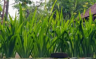 cenário do lindo verde Relva para seu multimídia conteúdo criação, Boa para digital cartão e rede Projeto foto