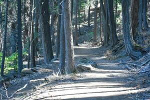 rústico estradas e caminhos dentro floresta foto