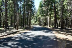 rústico estradas e caminhos dentro floresta foto