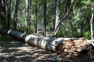 rústico madeira pano de fundo da árvore dentro floresta foto