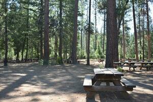 rústico área de camping árvores, Banco e piquenique mesas foto