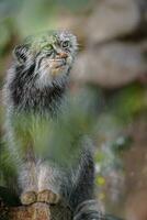 retrato do manul dentro jardim zoológico foto