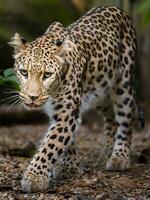 retrato do persa leopardo dentro jardim zoológico foto