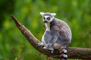 Banco de imagens : animais selvagens, jardim zoológico, mamífero, fauna,  Primata, fechar-se, focinho, Orangotango, olho, organismo, Macaco velho  mundo, Gorila ocidental, Krefeld, Humano da floresta, Grande macaco,  Chimpanzé comum, Animal terrestre