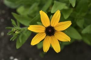 amarelo flores em uma verde fundo. asteraceae. rudbeckia. heliopsis. foto