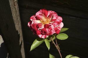 uma vermelho e branco rosa com manchas. uma ampla chá rosa. vermelho grande rosa flor. foto