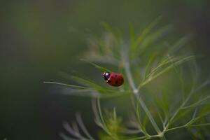 a vermelho besouro. joaninha em alface folhas. foto