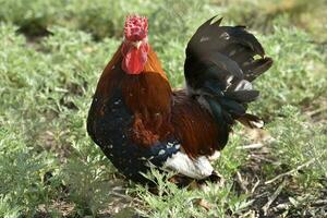 vermelho e Preto galo em a verde grama. uma animal galo dentro a jardim. foto