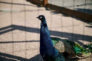 uma lindo pavão dentro uma jardim zoológico cela foto