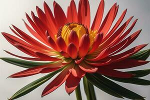 ramalhete do colorida flor em uma sólido cor fundo, fechar acima. ai generativo foto