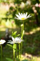 fotos camomilas e Sol raios em uma borrado fundo com bokeh