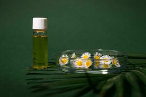 petri prato com camomila flores e transparente frasco com Cosmético óleo em Palma folha, isolado sobre verde fundo foto