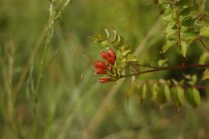 vermelho flor brotos em uma verde fundo do Relva e folhagem. a conceito do ecologia e de Meio Ambiente proteção. proteger natureza. fotografia para Projeto foto