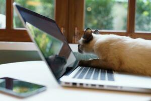 animais gato agindo gostar uma humano. gato trabalhando às computador portátil computador foto