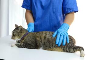 gato em exame mesa do veterinário clínica. veterinário Cuidado. veterinario médico e gato. foto